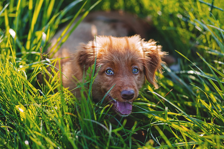 Cute brown puppy lying in tall green grass