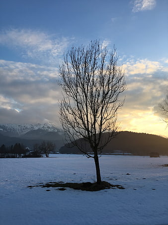 Solitary bare tree in snowy winter landscape with mountains