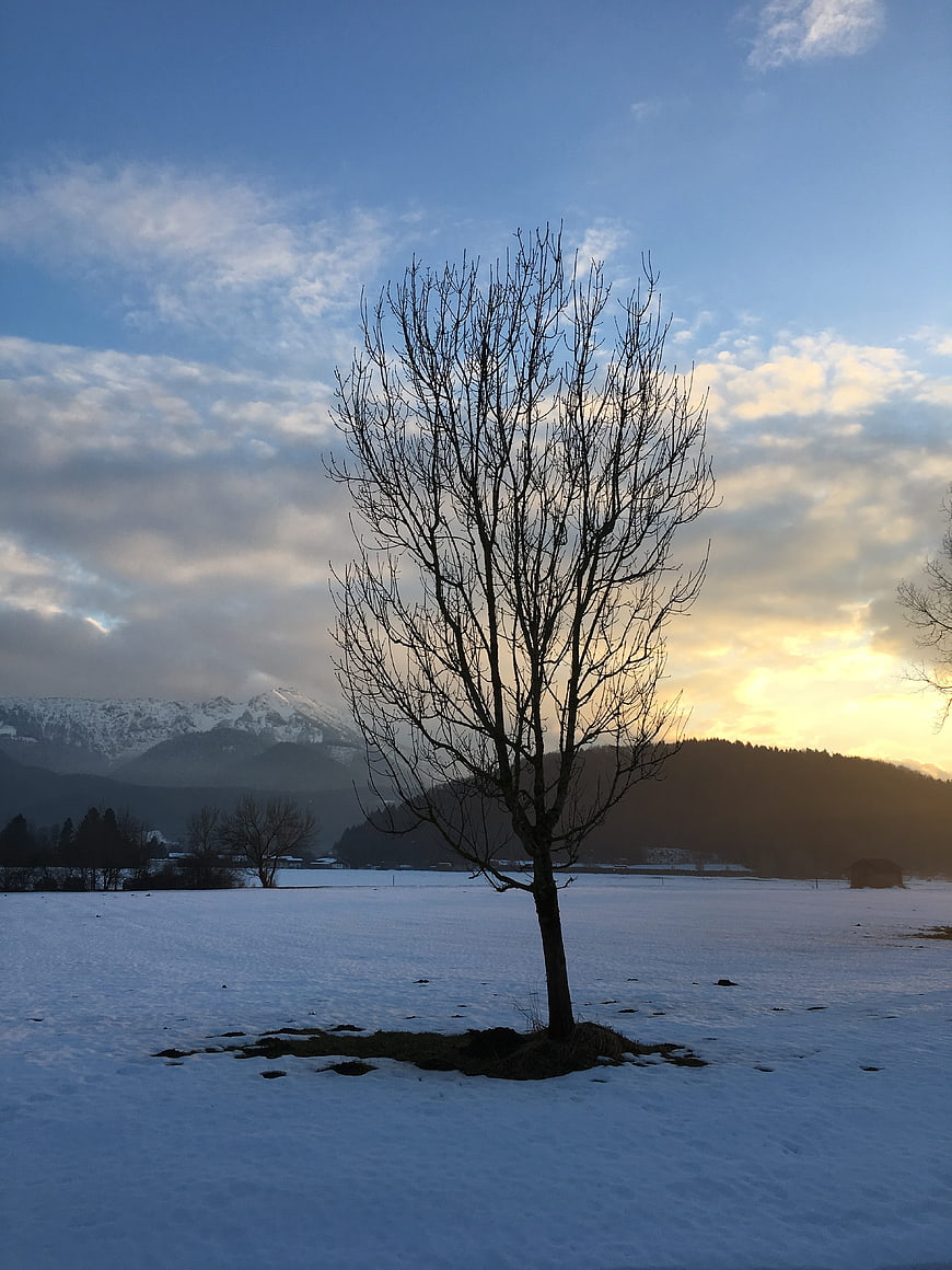 Solitary bare tree in snowy winter landscape with mountains