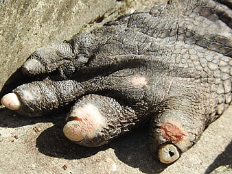 Close-up of alligator foot with claws and textured scales on concrete
