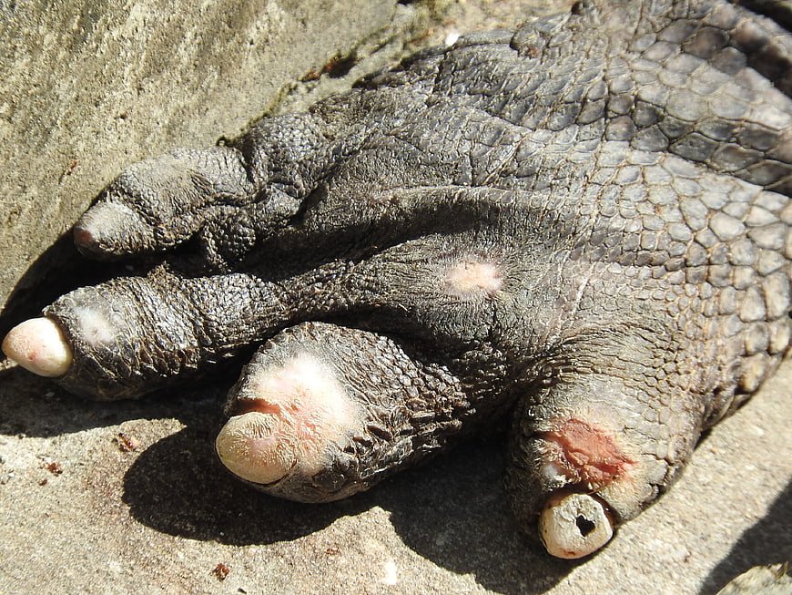 Close-up of alligator foot with claws and textured scales on concrete