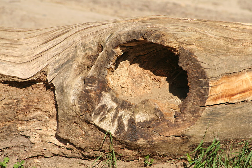 Close-up of weathered driftwood log with hollow knot