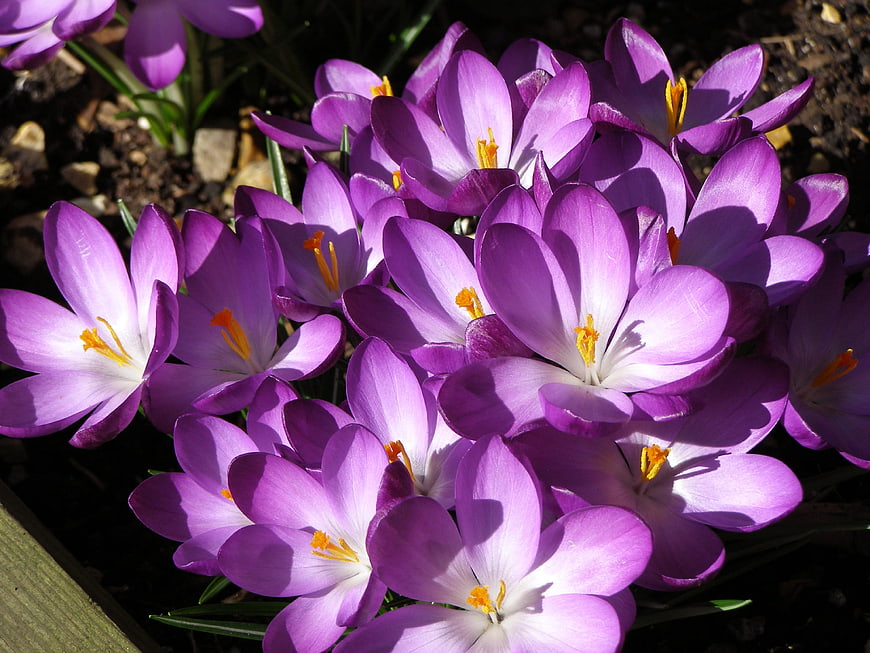Vibrant purple crocus flowers blooming in spring sunlight