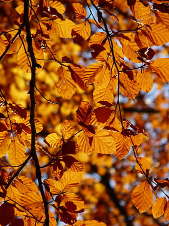 Golden Beech Leaves Backlit by Sunlight in Autumn