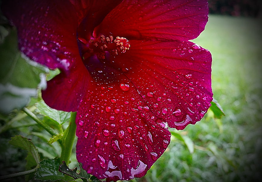 Close-up of vibrant red hibiscus flower with water droplets