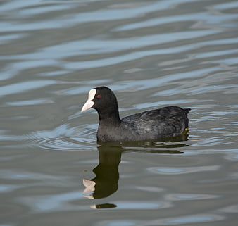 American Coot Swimming in Calm Water