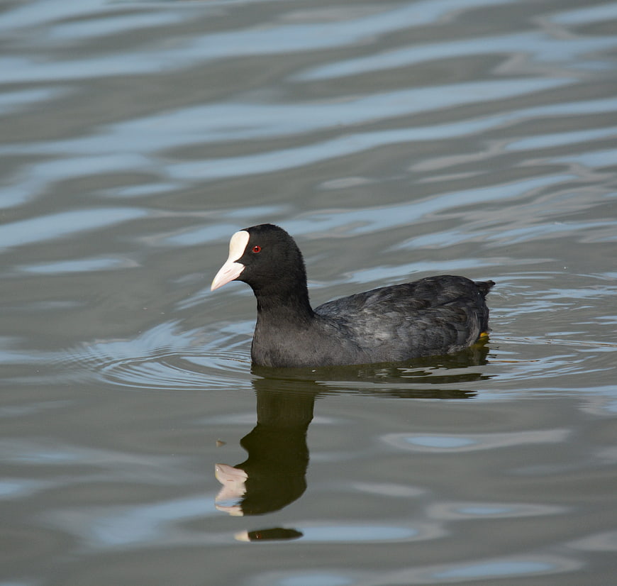 American Coot Swimming in Calm Water