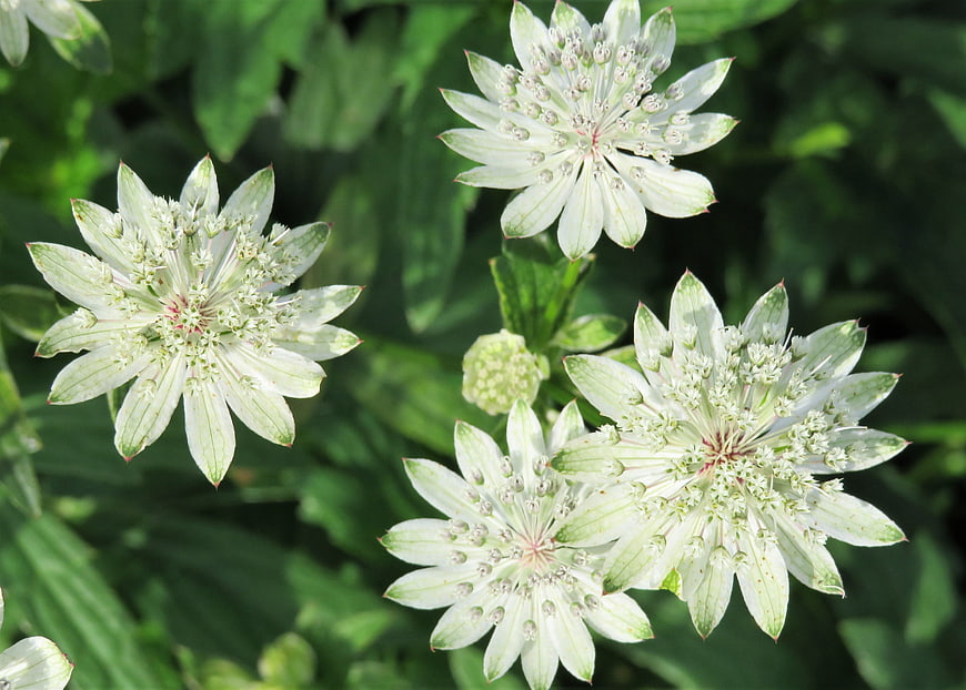Close-up of white Astrantia flowers in a garden