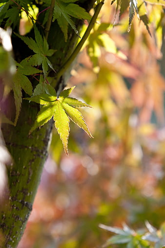 Close-up of Green Maple Leaf with Bokeh Background