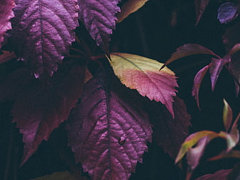 Close-up of vibrant purple and yellow autumn leaves