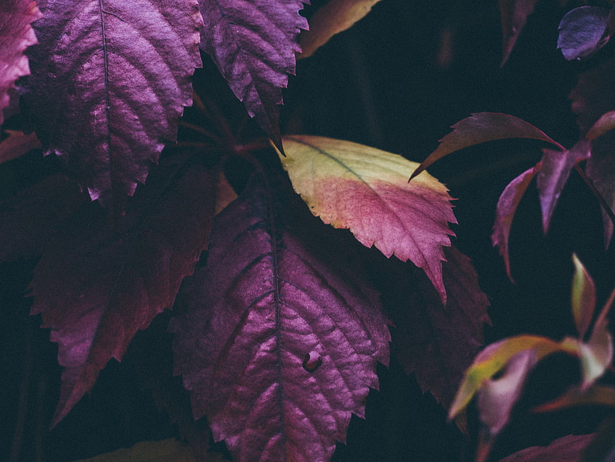 Close-up of vibrant purple and yellow autumn leaves