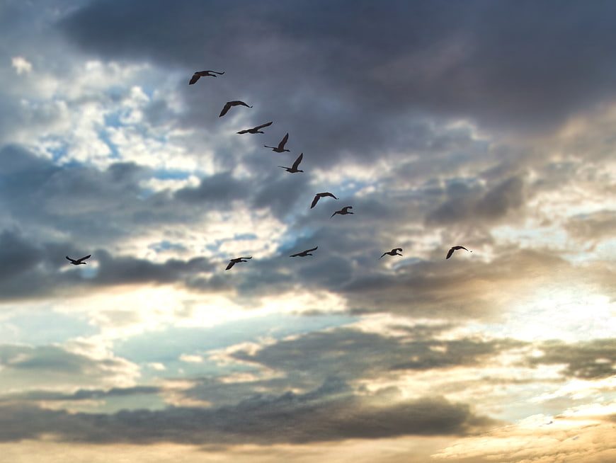 Flock of Birds Flying in Formation Against Dramatic Sunset Sky