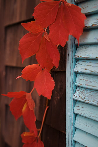 Vibrant Red Autumn Leaves on Weathered Blue Wooden Shutter