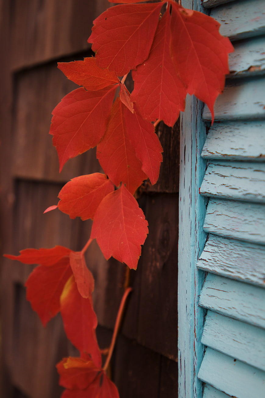 Vibrant Red Autumn Leaves on Weathered Blue Wooden Shutter