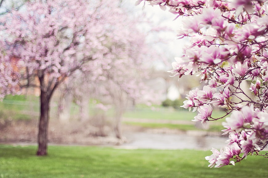 Pink Magnolia Blossoms in Spring Park Landscape