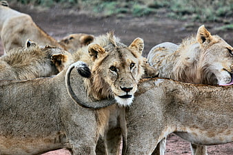 Young male lion with mane in pride during rain