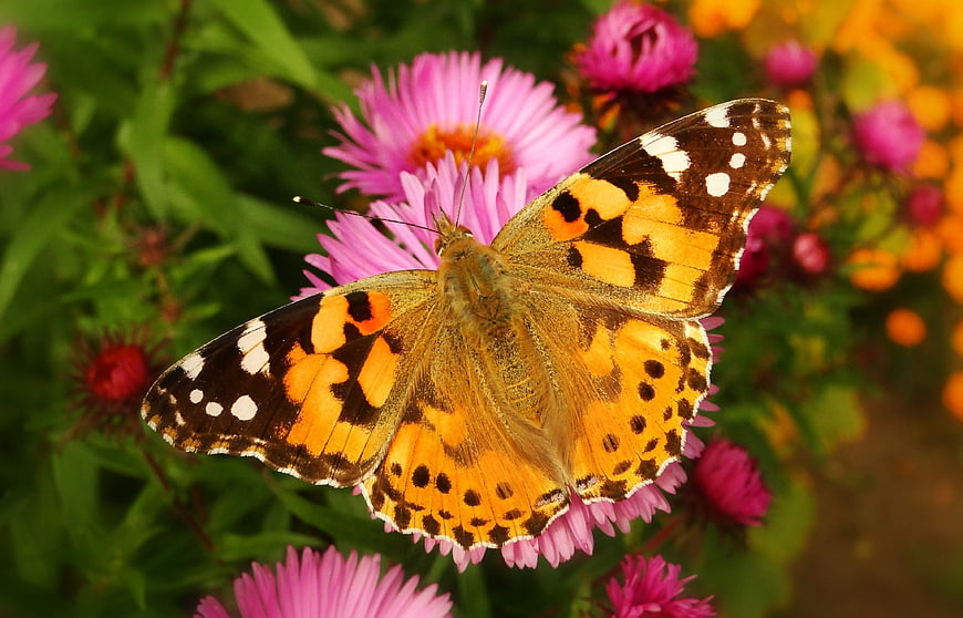 Painted Lady Butterfly on Pink Aster Flower Closeup
