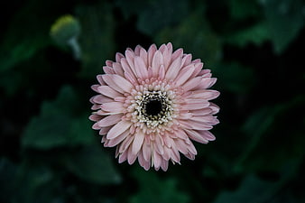Pink Gerbera Daisy Close-Up on Dark Green Background
