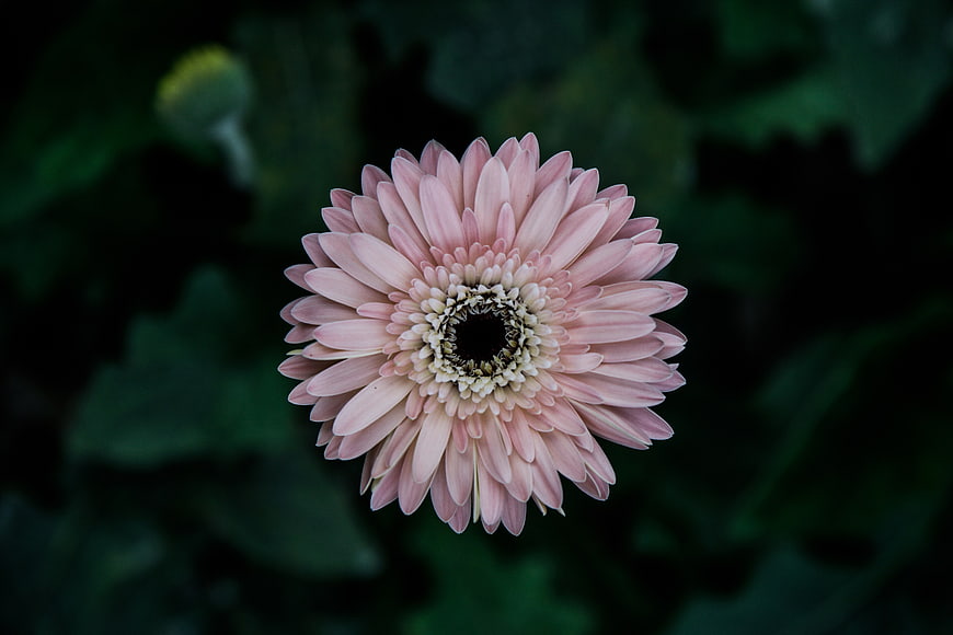 Pink Gerbera Daisy Close-Up on Dark Green Background