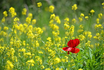 Red Poppy Flower in Yellow Rapeseed Field