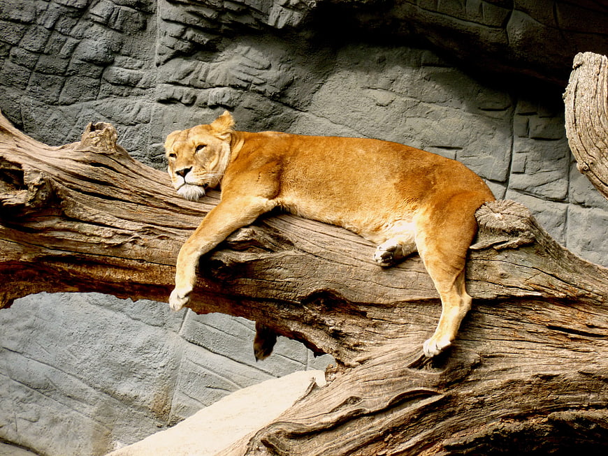 Lioness Resting on Large Tree Trunk in Zoo Enclosure