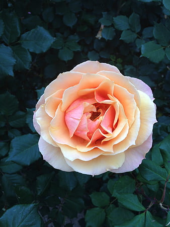 Close-up of a peach and pink rose on green leaves