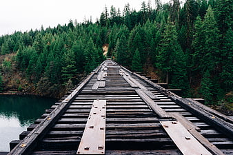 Old wooden bridge leading into dense evergreen forest