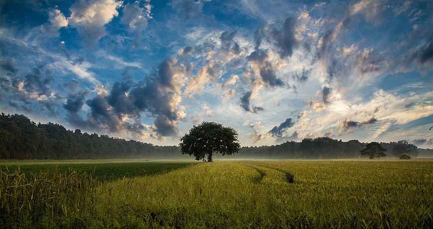 Lone Tree in Green Cornfield Under Dramatic Cloudy Sky