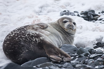 Cute Grey Seal Resting on Snowy Rocks