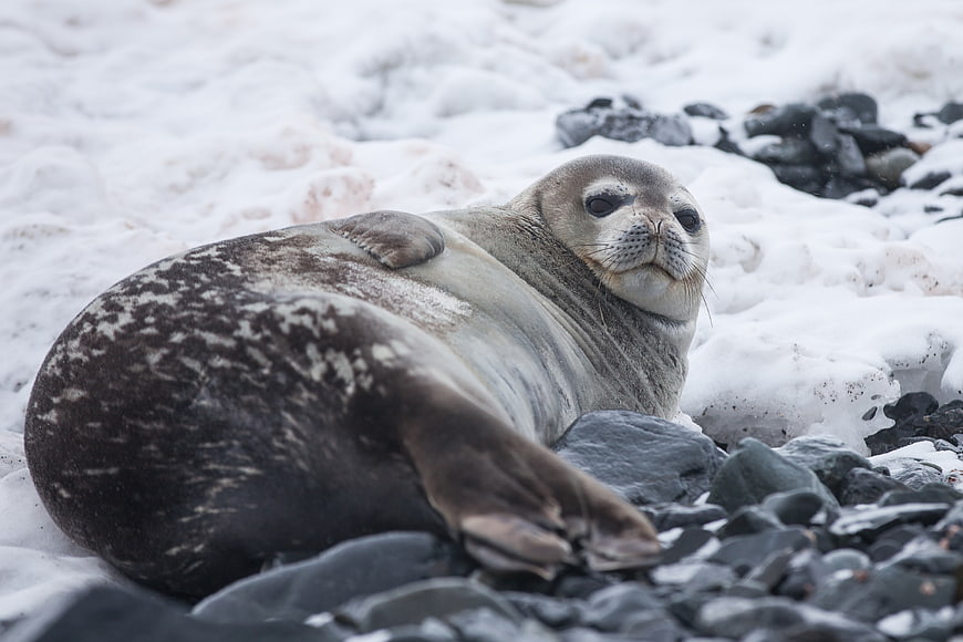 Cute Grey Seal Resting on Snowy Rocks