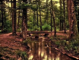 Serene Forest Stream with Wooden Bridge in Green Woods