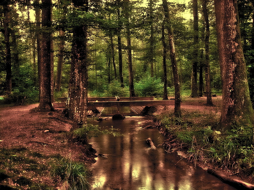 Serene Forest Stream with Wooden Bridge in Green Woods