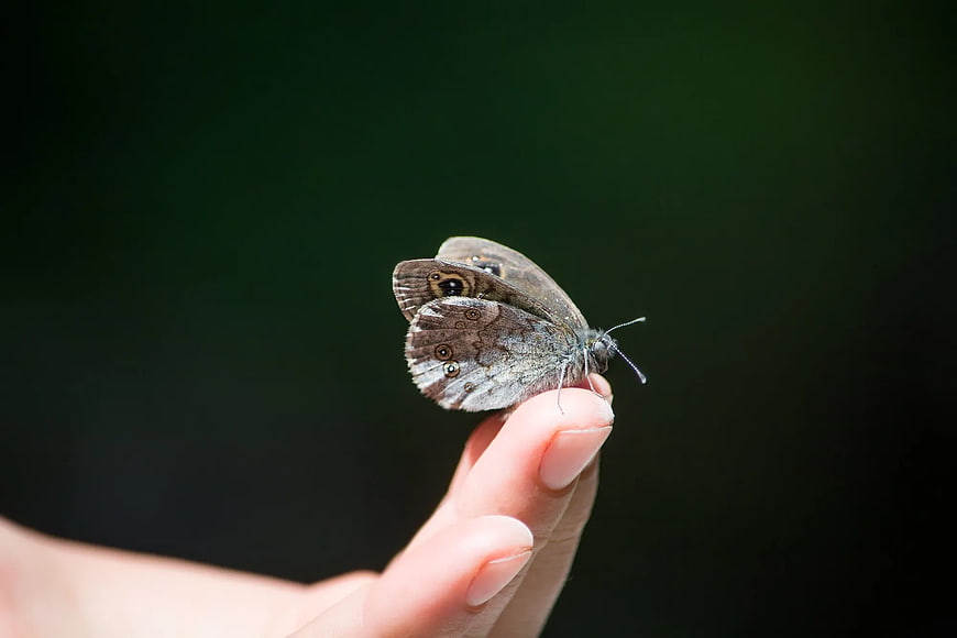 Brown Owl Butterfly Resting on Human Finger