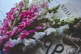 Pink and white snapdragons on vintage newspaper with scissors
