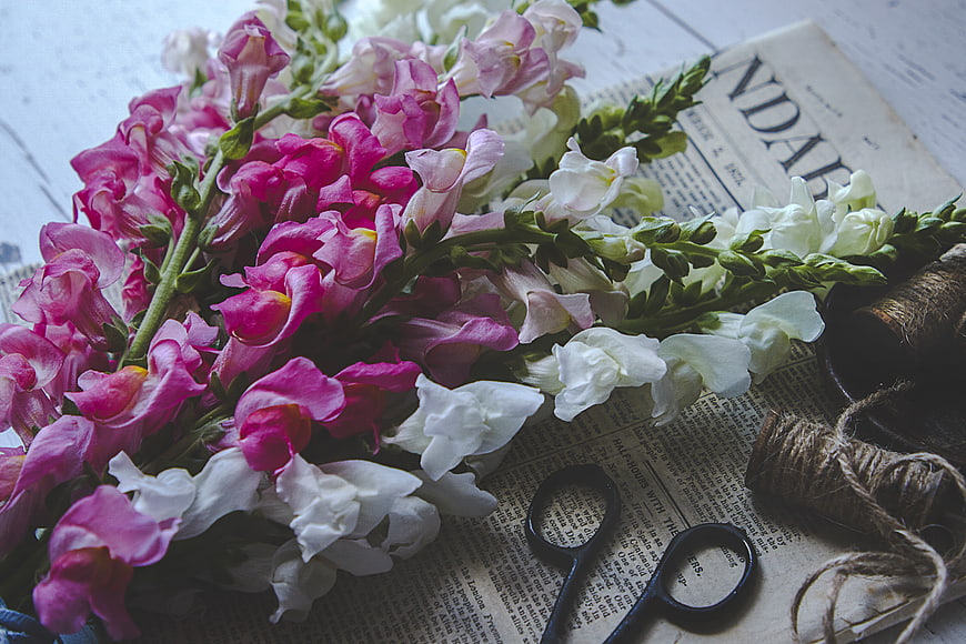 Pink and white snapdragons on vintage newspaper with scissors