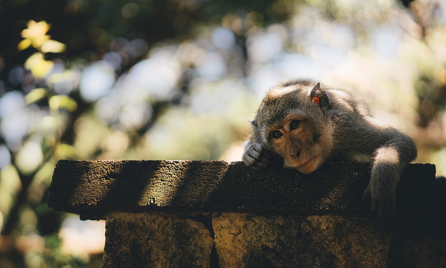 Cute Monkey Resting on Stone Wall in Sunlight