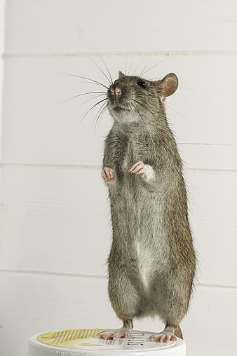 Grey rat standing upright on a white container lid