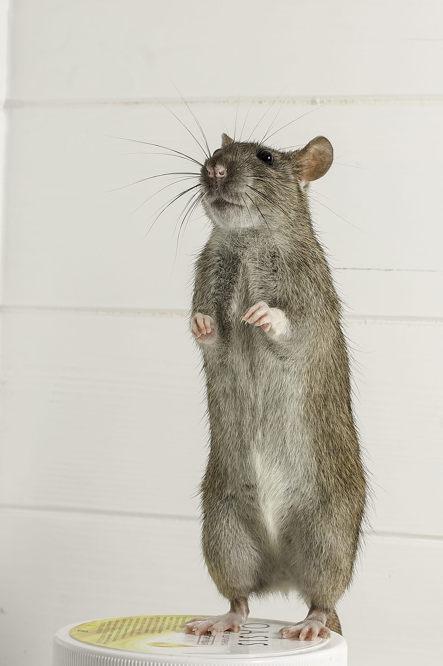 Grey rat standing upright on a white container lid