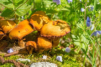 Cluster of orange mushrooms in green forest moss