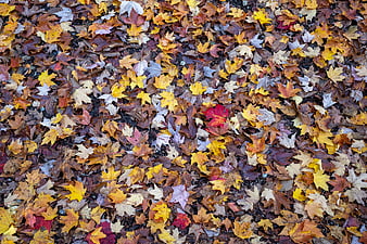 Top View of Colorful Autumn Maple Leaves on Forest Floor