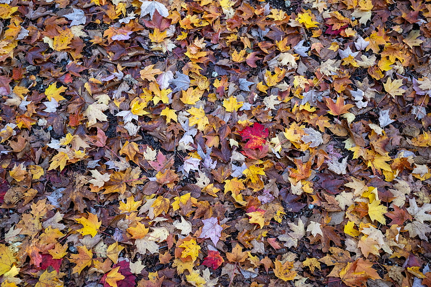 Top View of Colorful Autumn Maple Leaves on Forest Floor