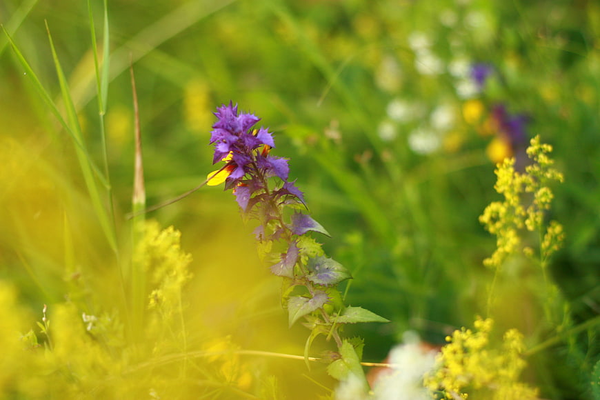 Purple wildflower in a sunny green meadow