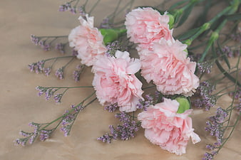 Pink Carnations and Purple Statice on Brown Paper