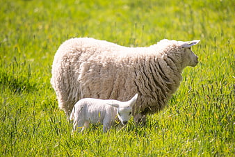 Mother sheep and lamb grazing in green spring pasture