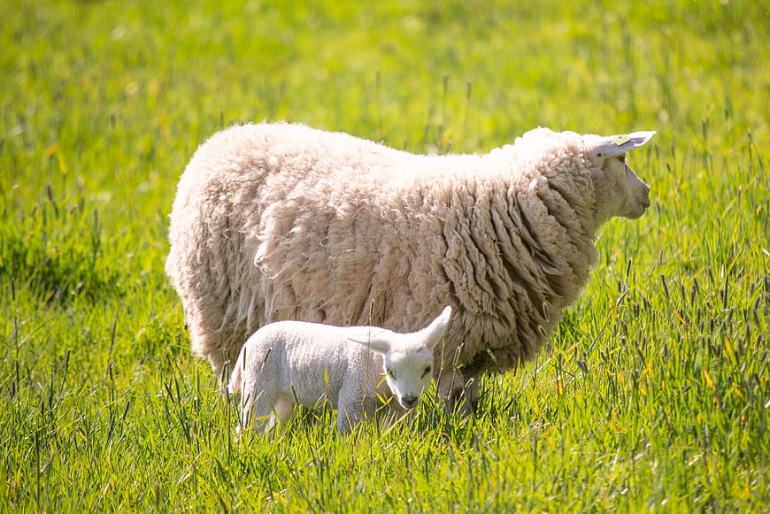 Mother sheep and lamb grazing in green spring pasture