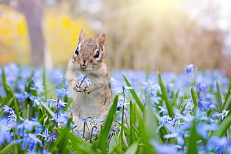 Cute chipmunk holding blue scilla flower in spring garden