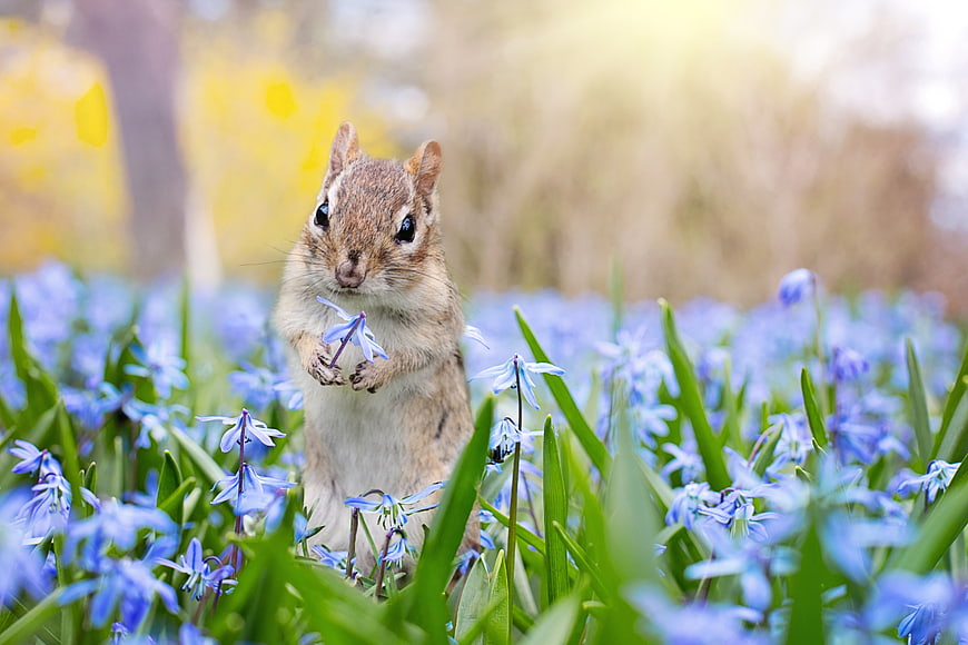 Cute chipmunk holding blue scilla flower in spring garden