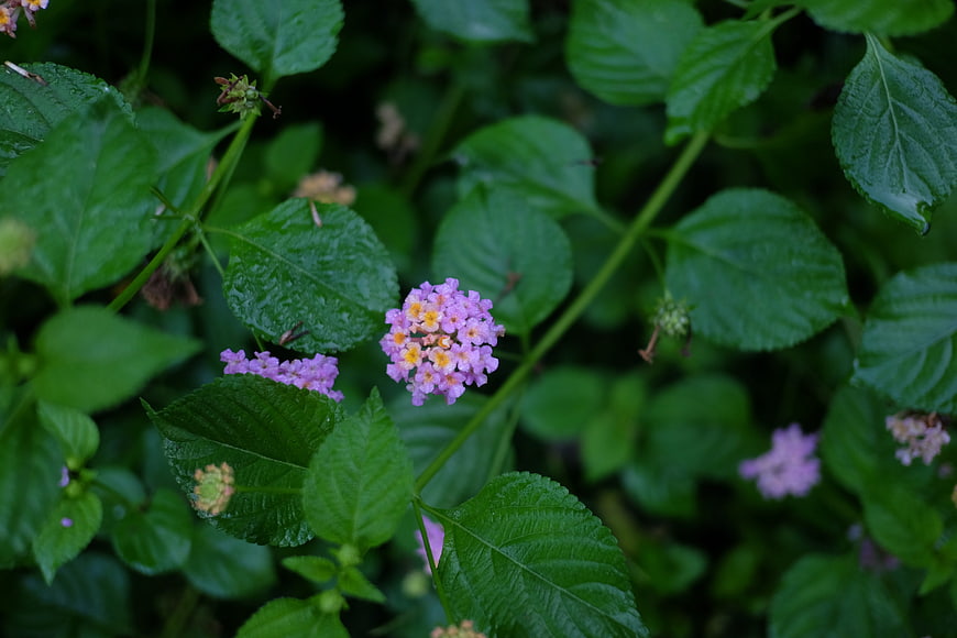 Close-up of purple lantana flowers on green leaves