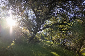 Sunlight streaming through oak trees in a lush green forest