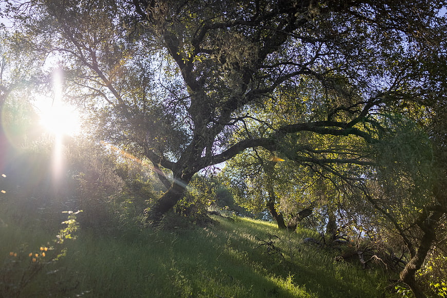 Sunlight streaming through oak trees in a lush green forest